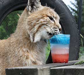 bobcat